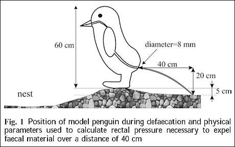 Penguin pooing diagram. 10 of the strangest pieces of research, from the Ig Nobel awards height=288